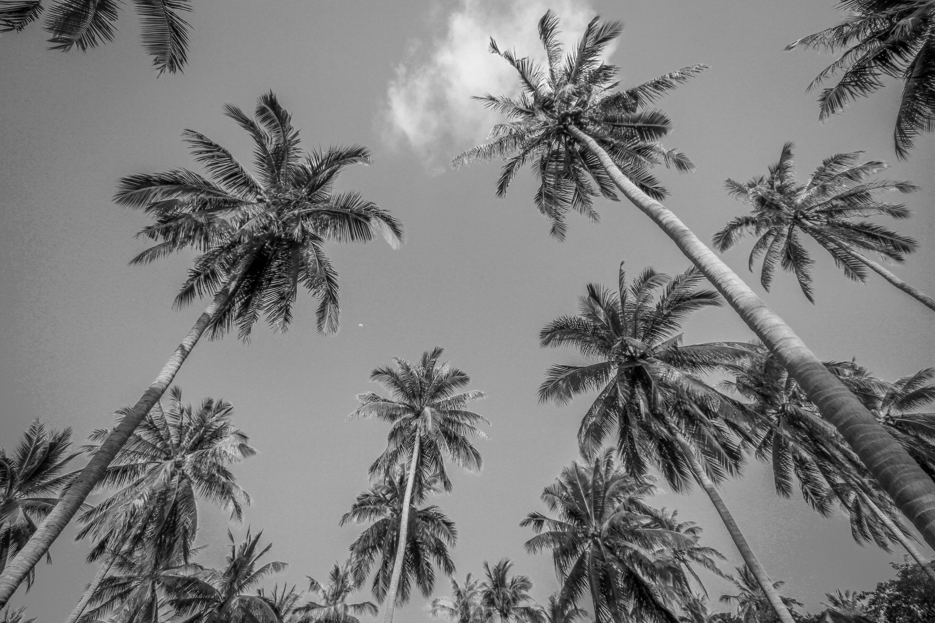 Palm Springs Noir - Book Review - Image of Palm Trees